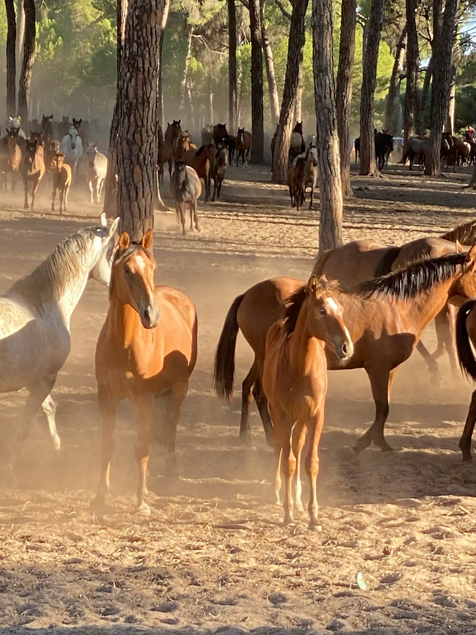 Wilde Pferde in der Weite Patagoniens — Free Spirit